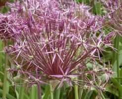 Allium Albopilosum (Christophii)